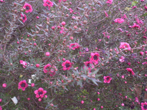 a0135990_21522047.jpg