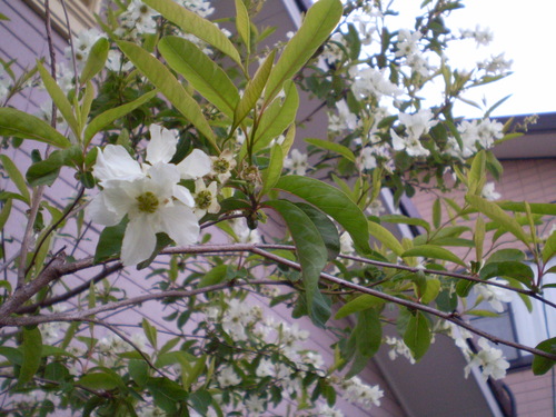 a0135990_21524951.jpg
