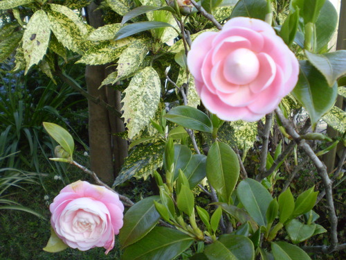 a0135990_21531545.jpg