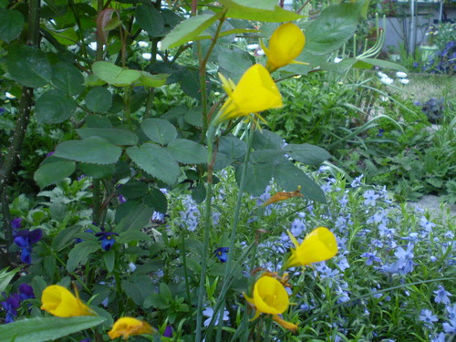 a0135990_21542796.jpg