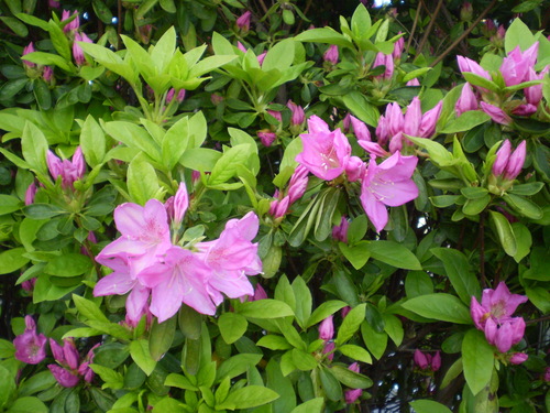 a0135990_21544623.jpg