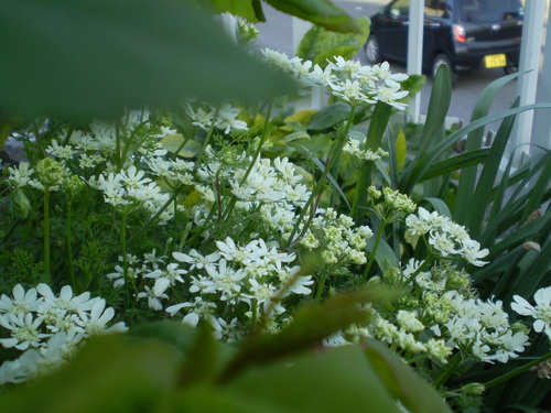 a0135990_215505.jpg
