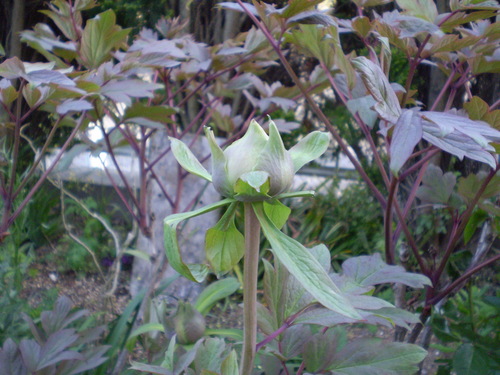 a0135990_21552824.jpg
