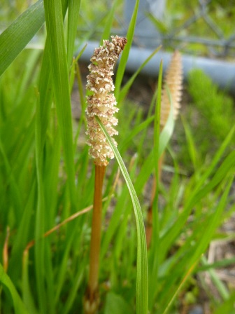 e0078404_23494655.jpg