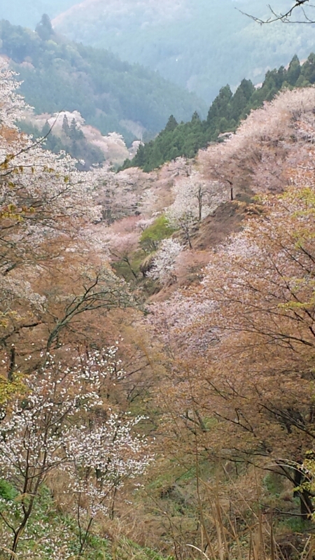 吉野の桜 - シンシアの部屋