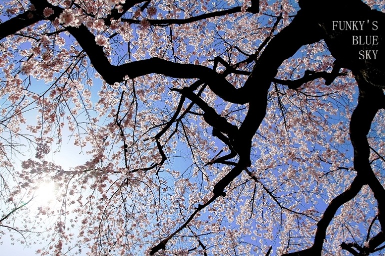 c0145250_15482889.jpg
