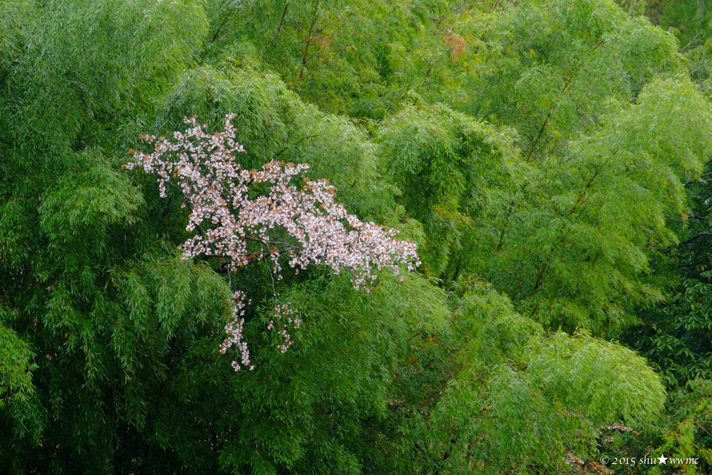 a0142976_20551621.jpg