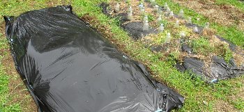 f0003283_11394697.jpg