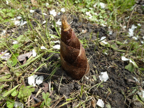 b0321595_20452427.jpg