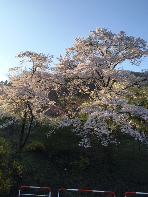 e0003097_1647529.jpg
