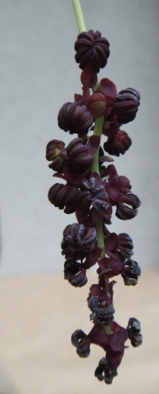 f0000521_20401358.jpg