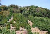d0006323_1602958.jpg