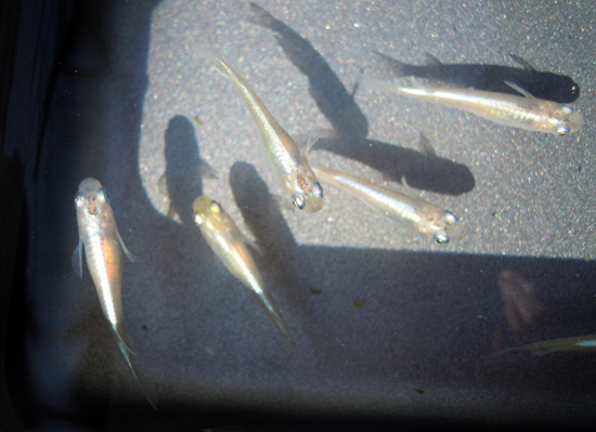 e0097534_1535151.jpg