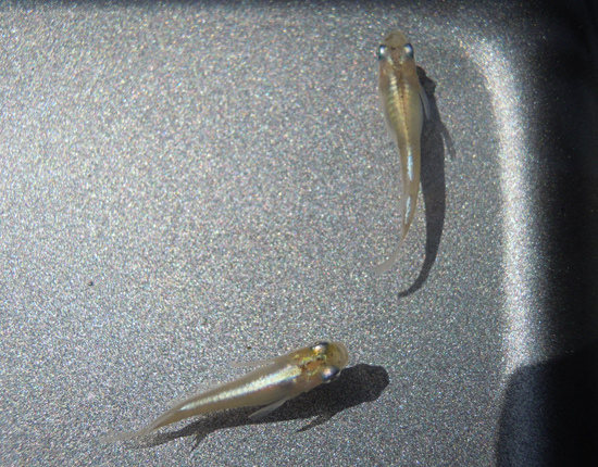 e0097534_15375449.jpg
