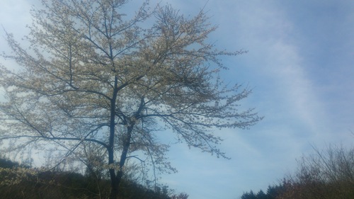 c0300035_10545450.jpg