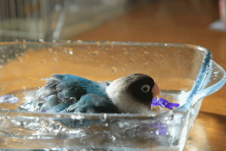 c0145250_2016984.gif