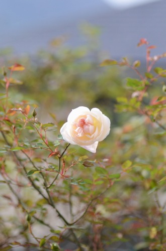 c0186463_17544444.jpg