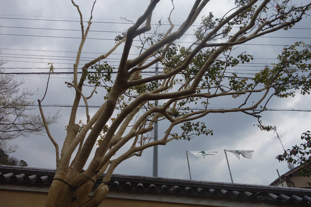 b0159780_9393380.gif