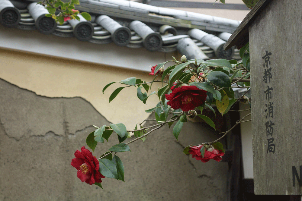 b0159780_949480.gif