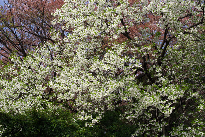 a0263109_12393100.jpg