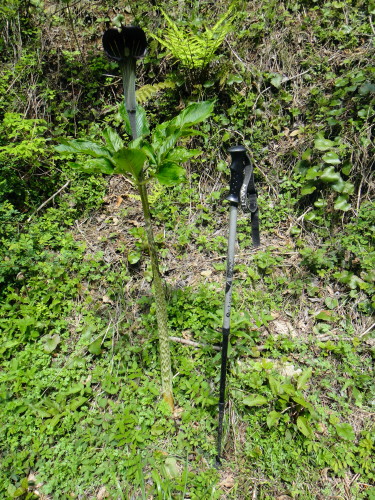 c0179351_982020.jpg