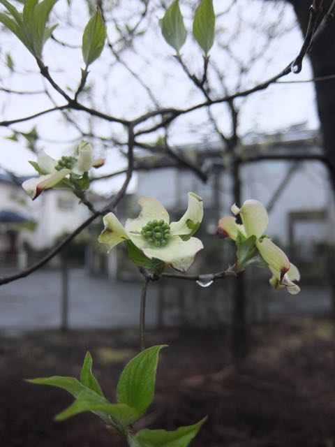 b0309813_4294579.jpg