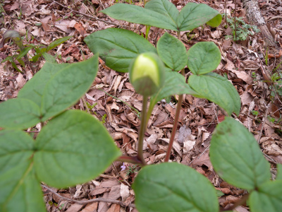 e0272335_511250.jpg