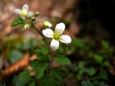 e0272335_5245258.jpg