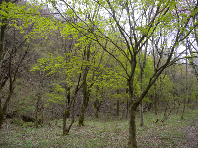 e0272335_5262533.jpg