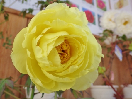 a0125598_22022612.jpg