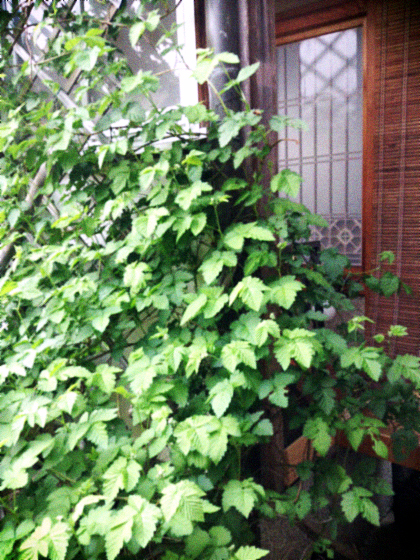 d0077603_1312750.jpg