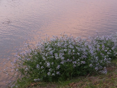 f0113862_19505996.jpg