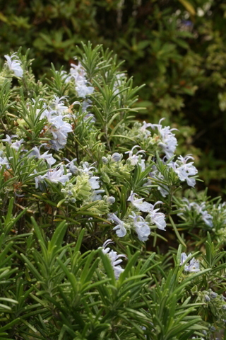 c0248269_21374847.jpg