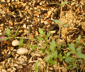 a0234877_1851593.jpg