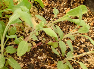 a0234877_1851837.jpg