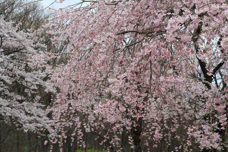 c0283778_1103133.jpg