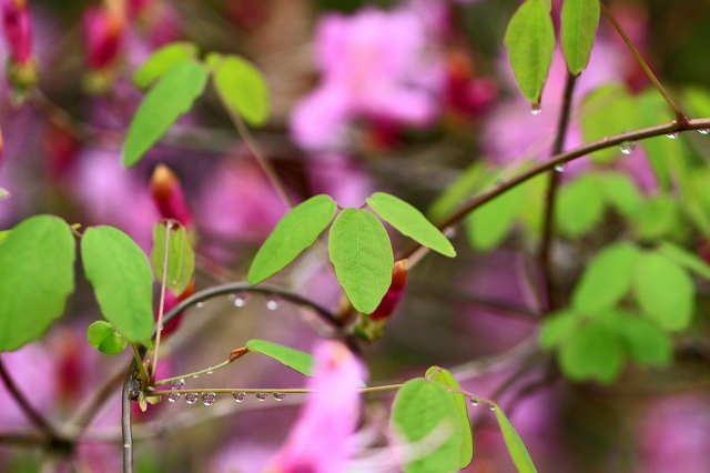 a0242438_185981.jpg
