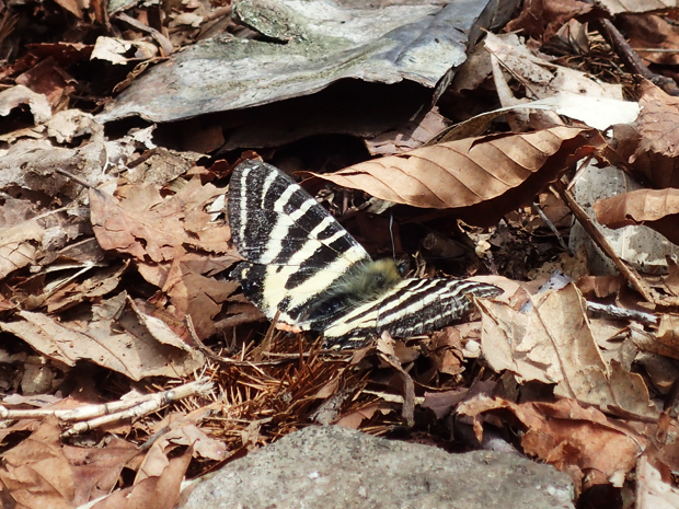 f0214649_12393100.jpg