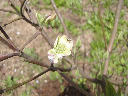 c0327752_14251855.jpg