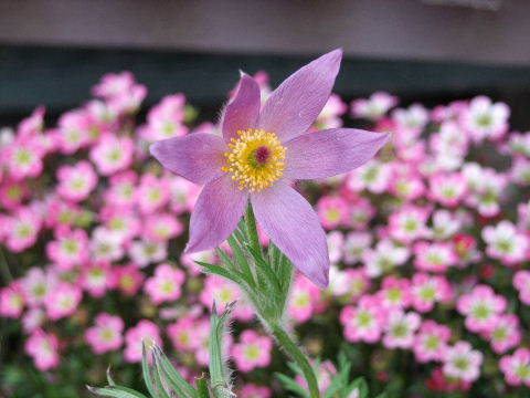 e0088260_10033989.jpg
