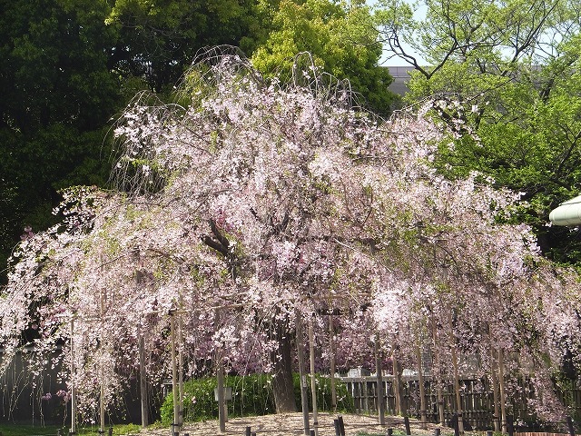 b0317485_16130859.jpg