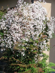 e0130185_11241646.jpg