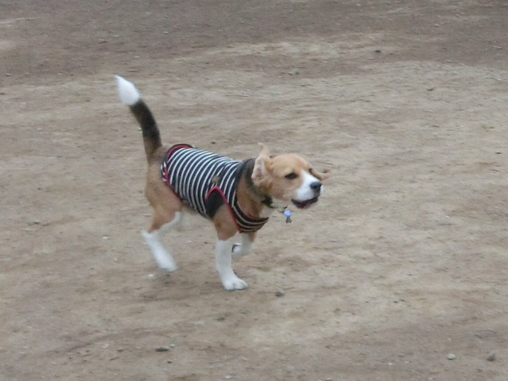 a0319693_1355690.jpg