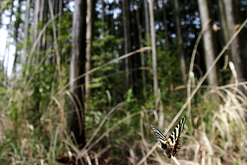 d0054625_233302.jpg