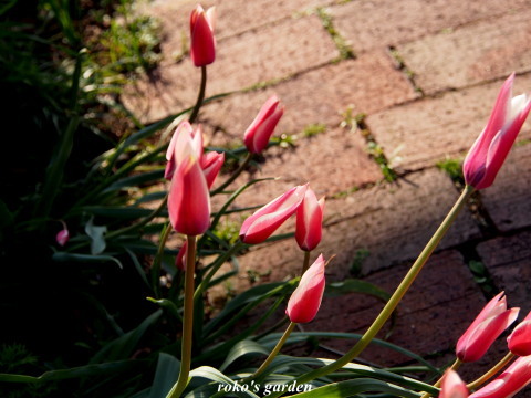 b0343934_10371835.jpg
