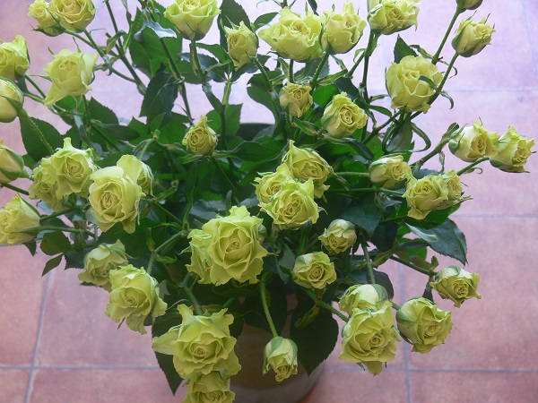 e0140986_105891.jpg