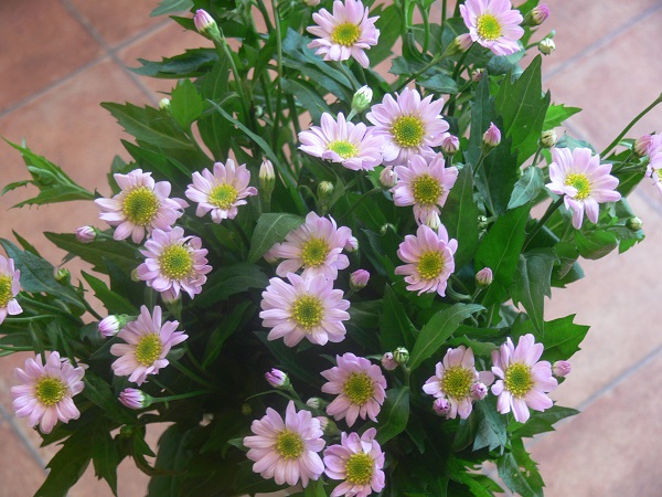 e0140986_1091258.jpg