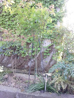 b0266191_1430524.jpg