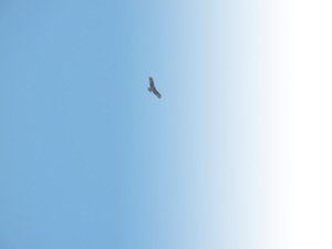 c0361298_22254152.jpg
