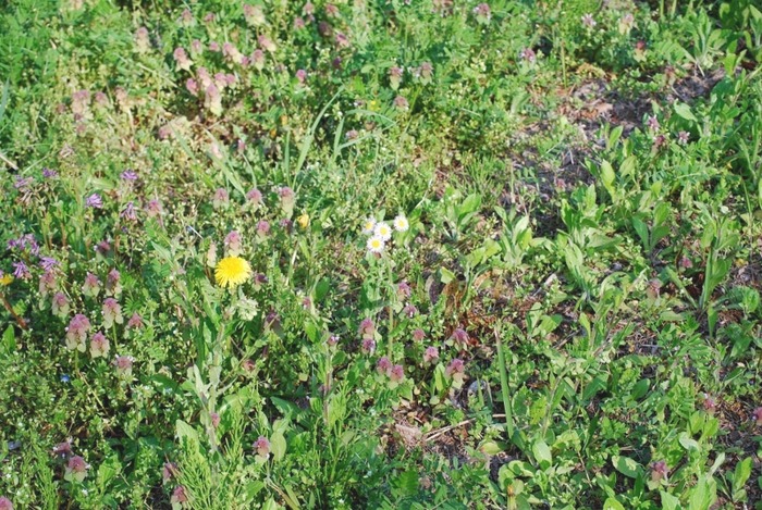 e0025300_1948431.jpg